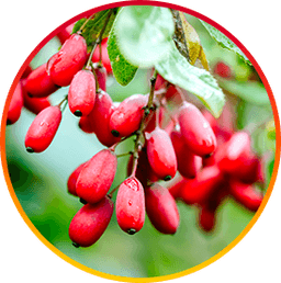 Berberina - ingrediente HepatoBurn antiinflamatorio