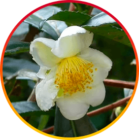 Camellia Sinensis - ingrediente HepatoBurn para metabolismo