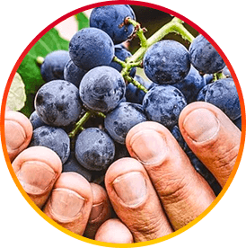 Resveratrol - ingrediente HepatoBurn para quema de grasa