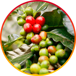 Chlorogenic Acid - HepatoBurn ingredient for calorie burning