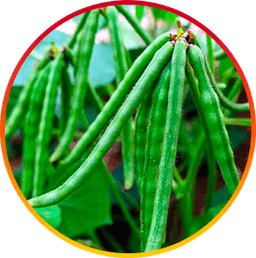Choline - HepatoBurn ingredient for fat metabolism & cognition