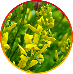Genistein - HepatoBurn ingredient with antioxidant properties